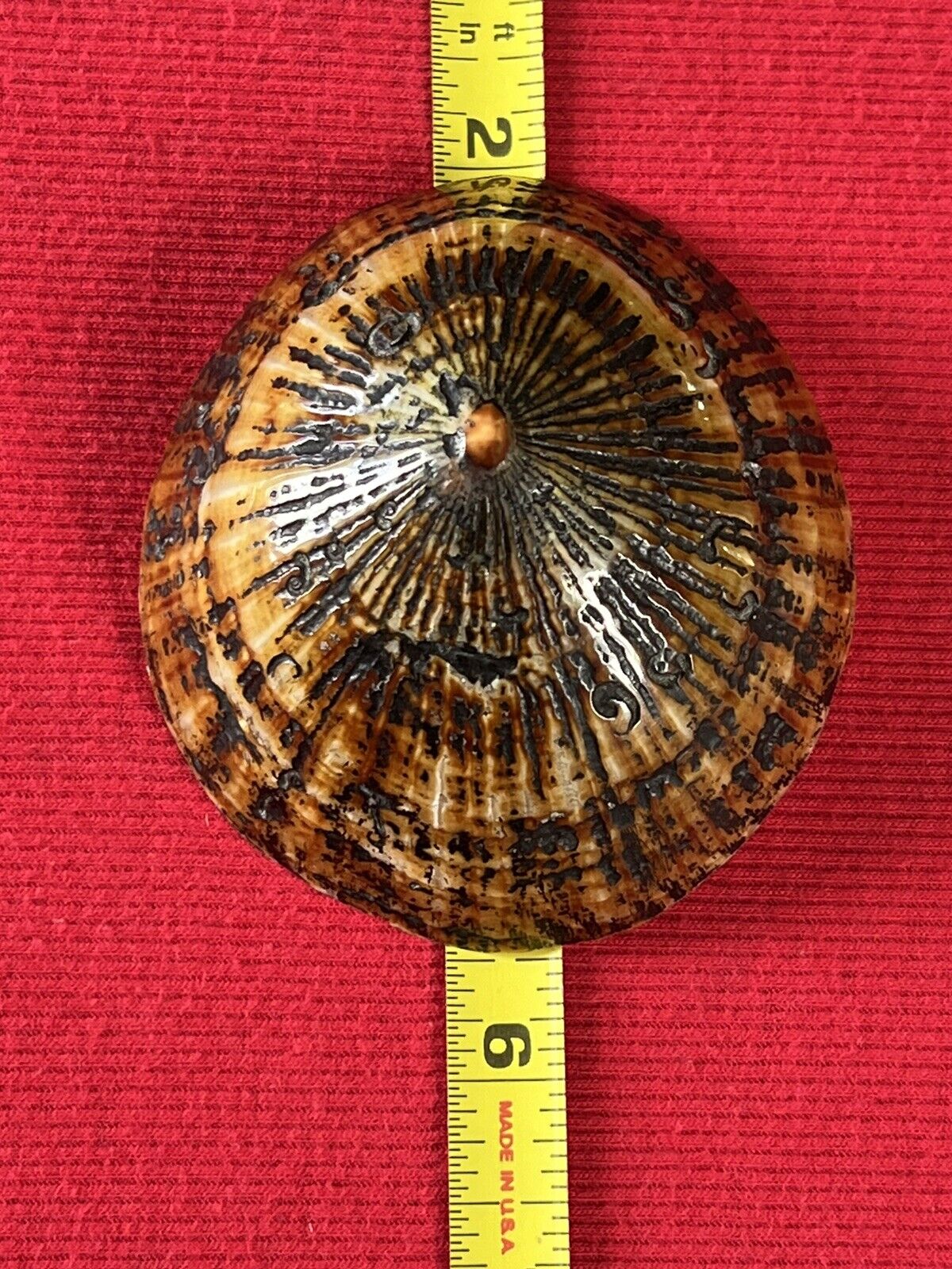 Unique Extra Large Polished Hawaiian Opihi Limpet shell