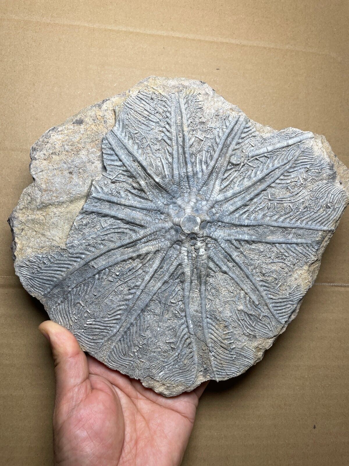 1200g Huge Triassic Natural crinoid specimen Geologic rock