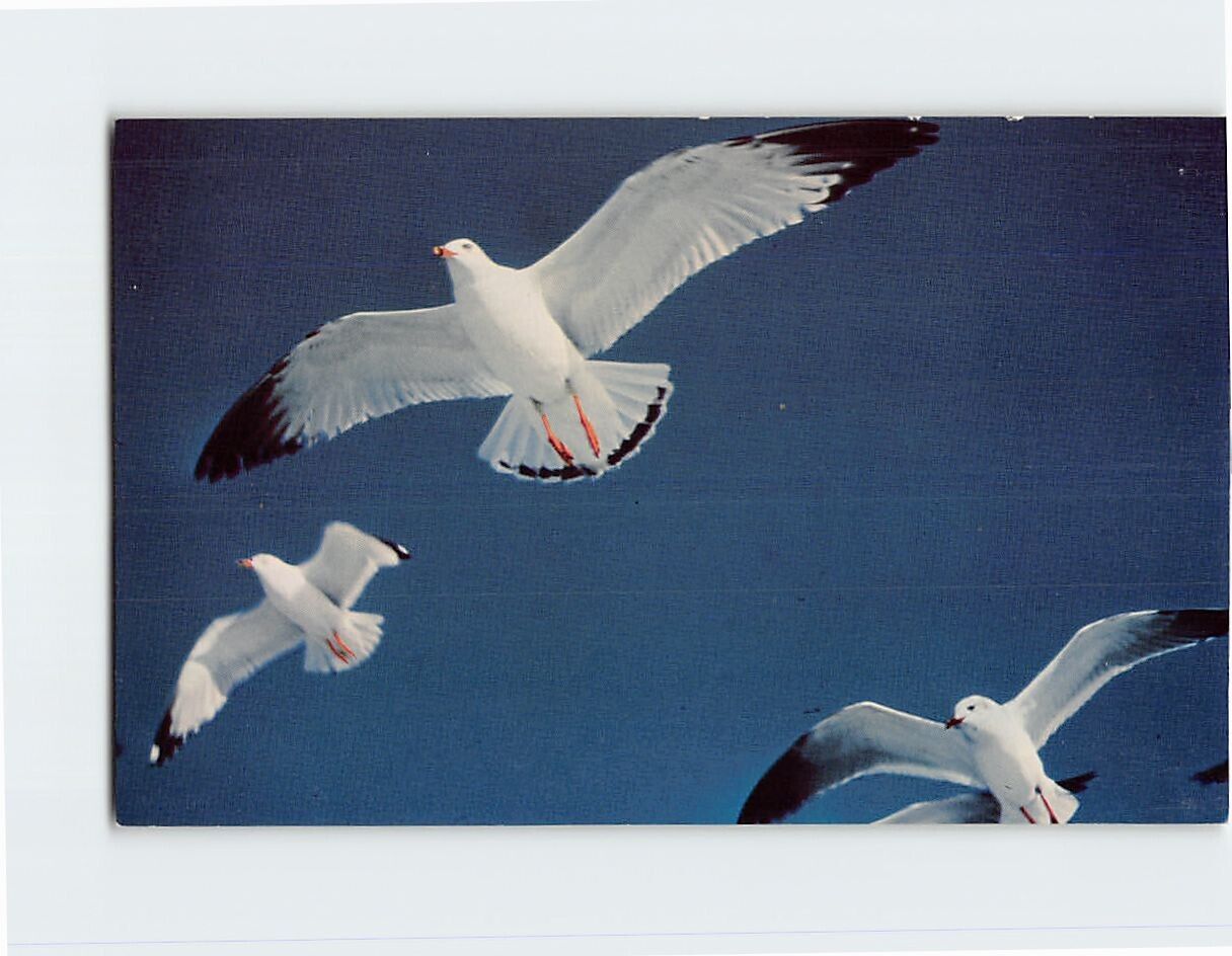 Postcard The Seagull\'s Flight in the Blue Heaven\'s Height