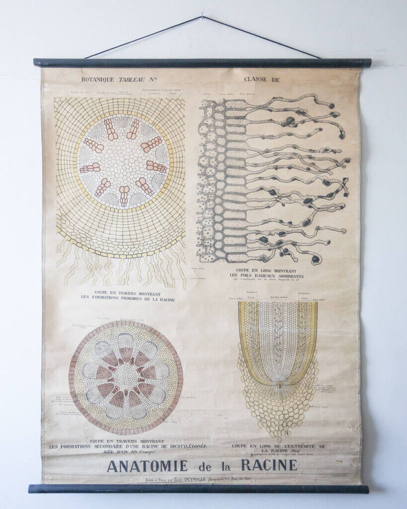 VINTAGE ANTIQUE BOTANICAL FRENCH SCHOOL WALL CHART DEYROLLE ROOT ANATOMY