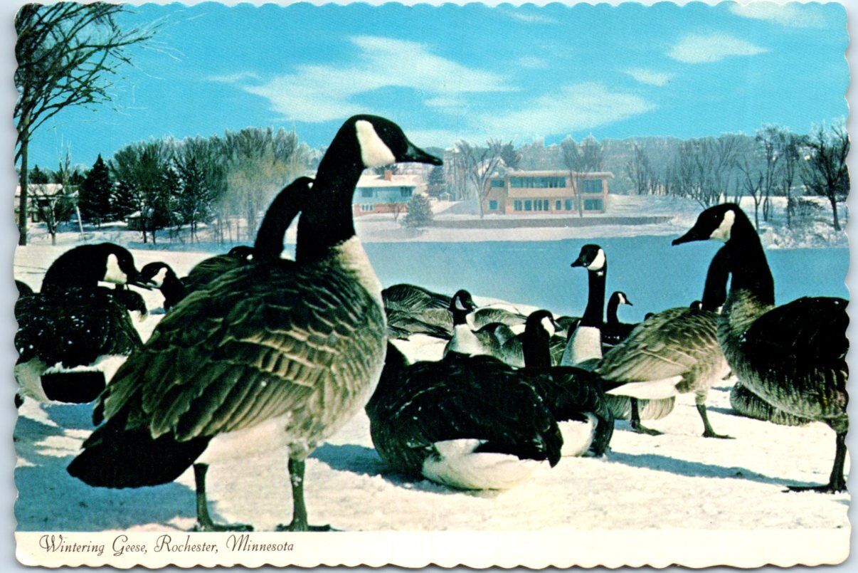 Postcard - Wintering Geese - Rochester, Minnesota