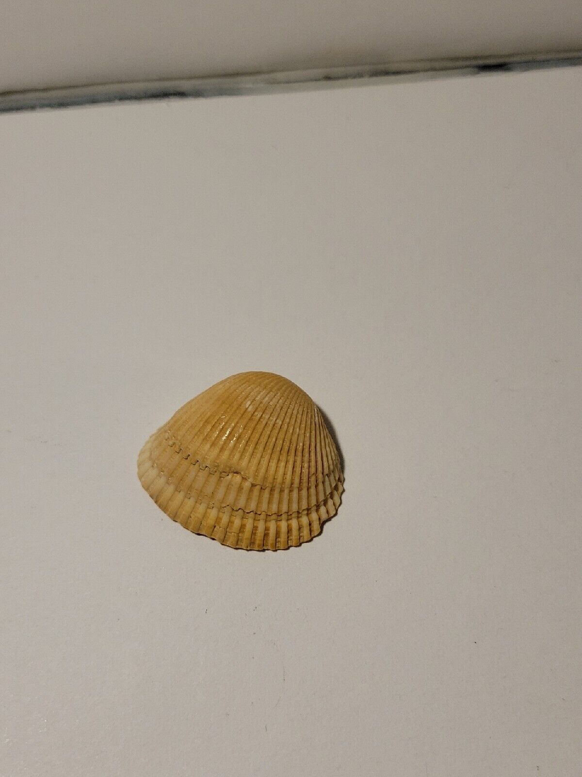 Hand Picked Floridian Sea Shell - Anadara Brasiliana