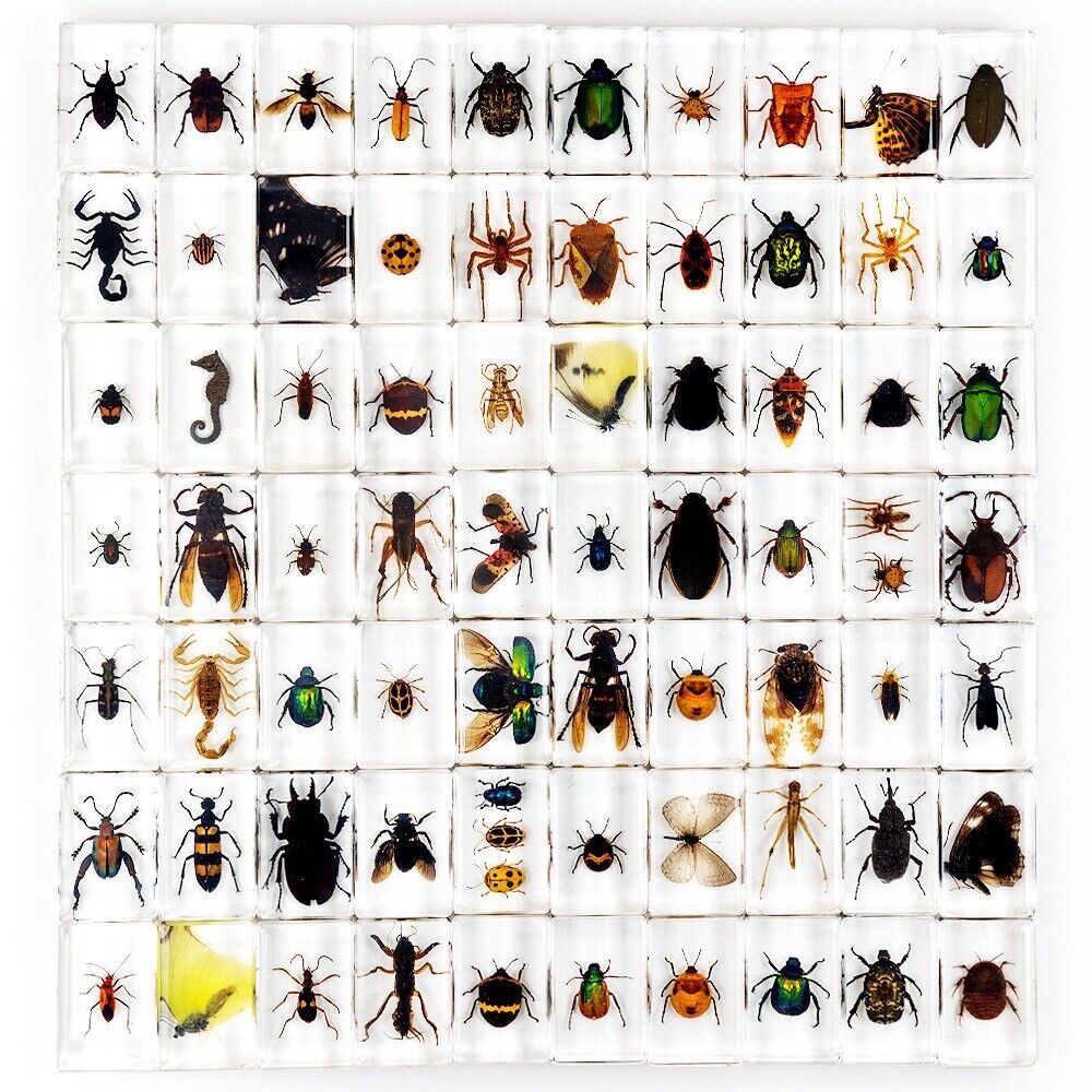 30 Pcs Insect in Resin Specimen Bugs Collection Paperweights Real Insect lot