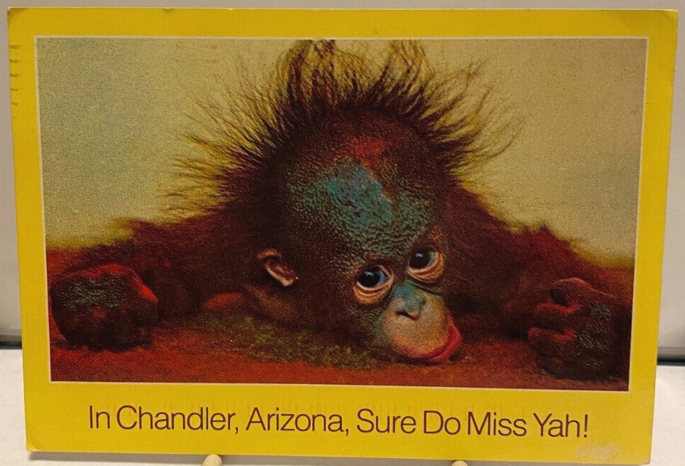 Humorous Postcard BABY ORANGUTAN, Chandler, Arizona, Sure Do Miss Yah