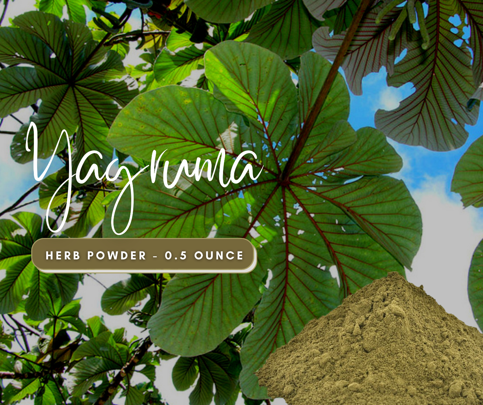 Yagruma LEGITIMATE Herb Powder - Home Cleansing - Remove Evil Eye - Powerful