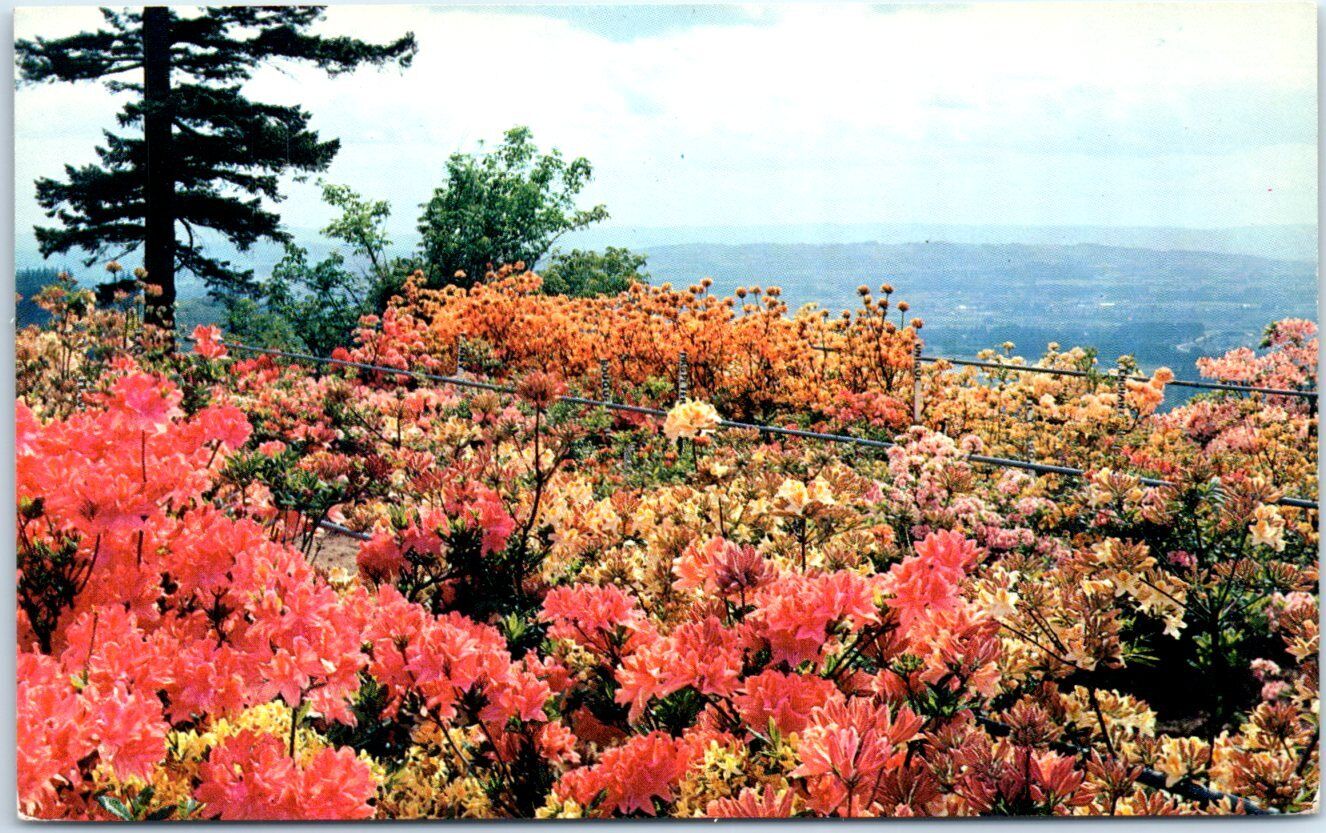 Postcard - Field Of Flowers