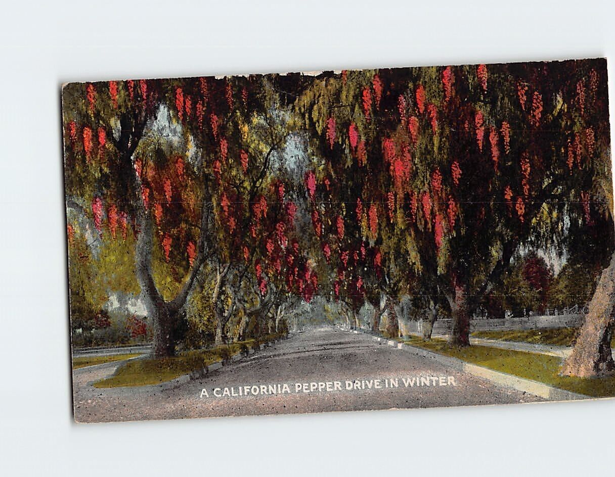 Postcard A California Pepper Drive in Winter California USA