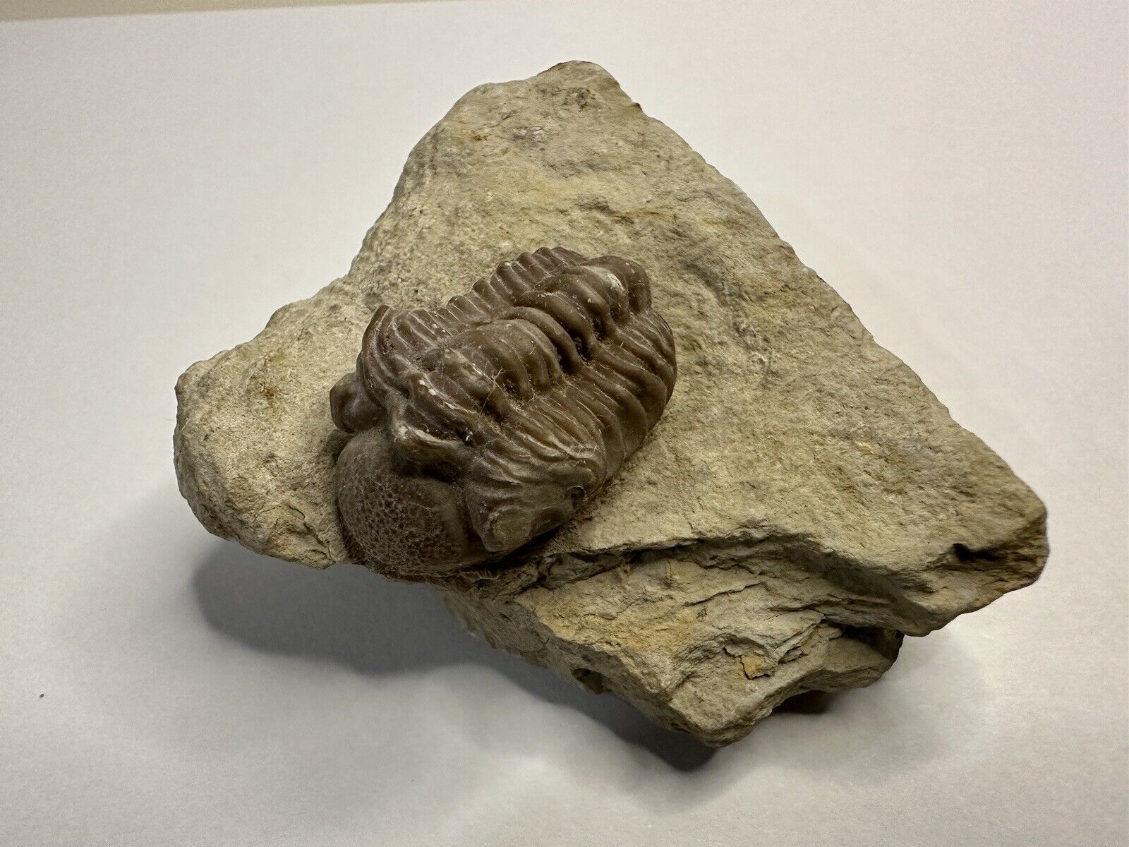Oklahoma trilobite Kainops raymondi, Coal County Oklahoma