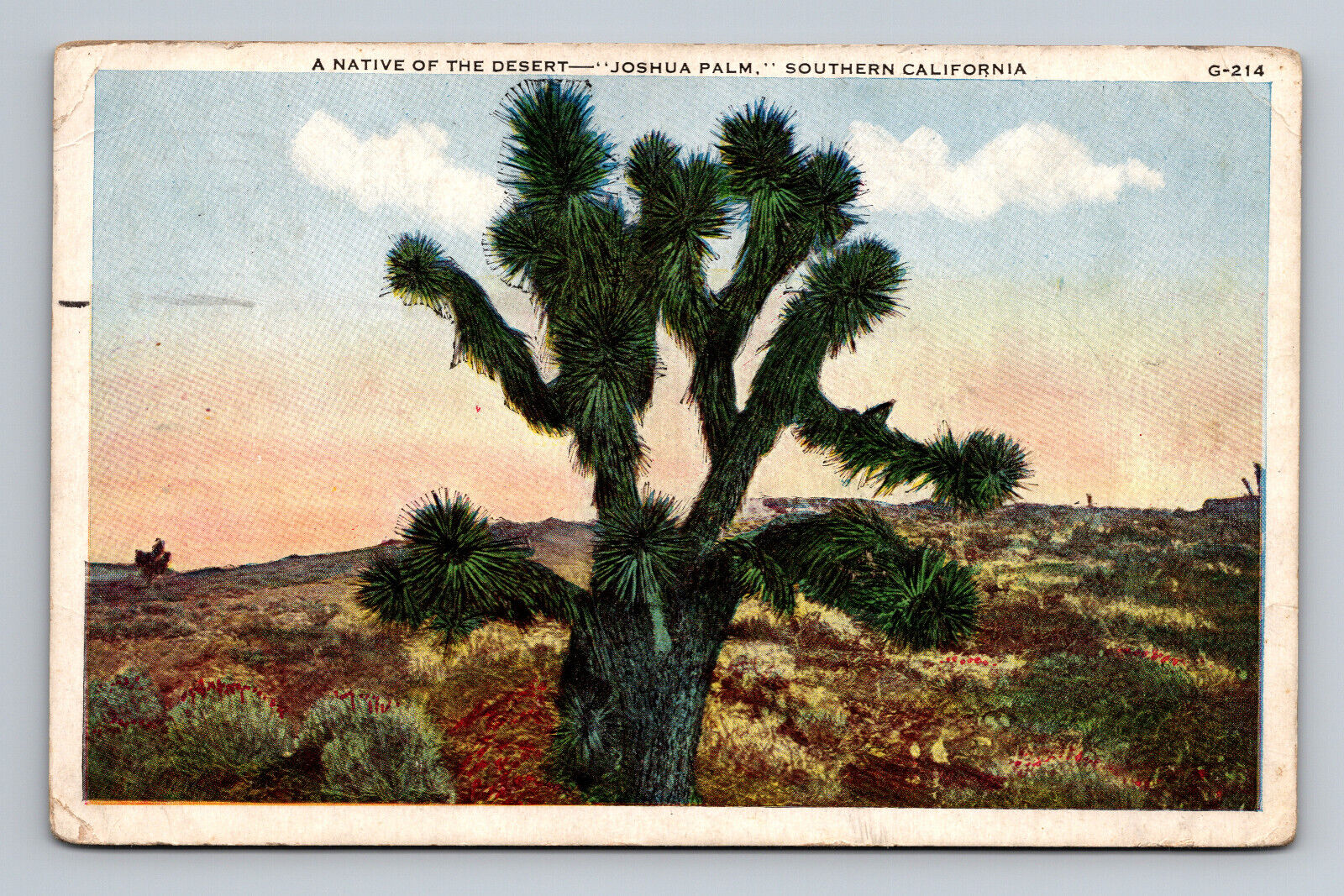 c1926 WB Postcard Joshua Palm Tree Native of the Desert Southern Cali CA