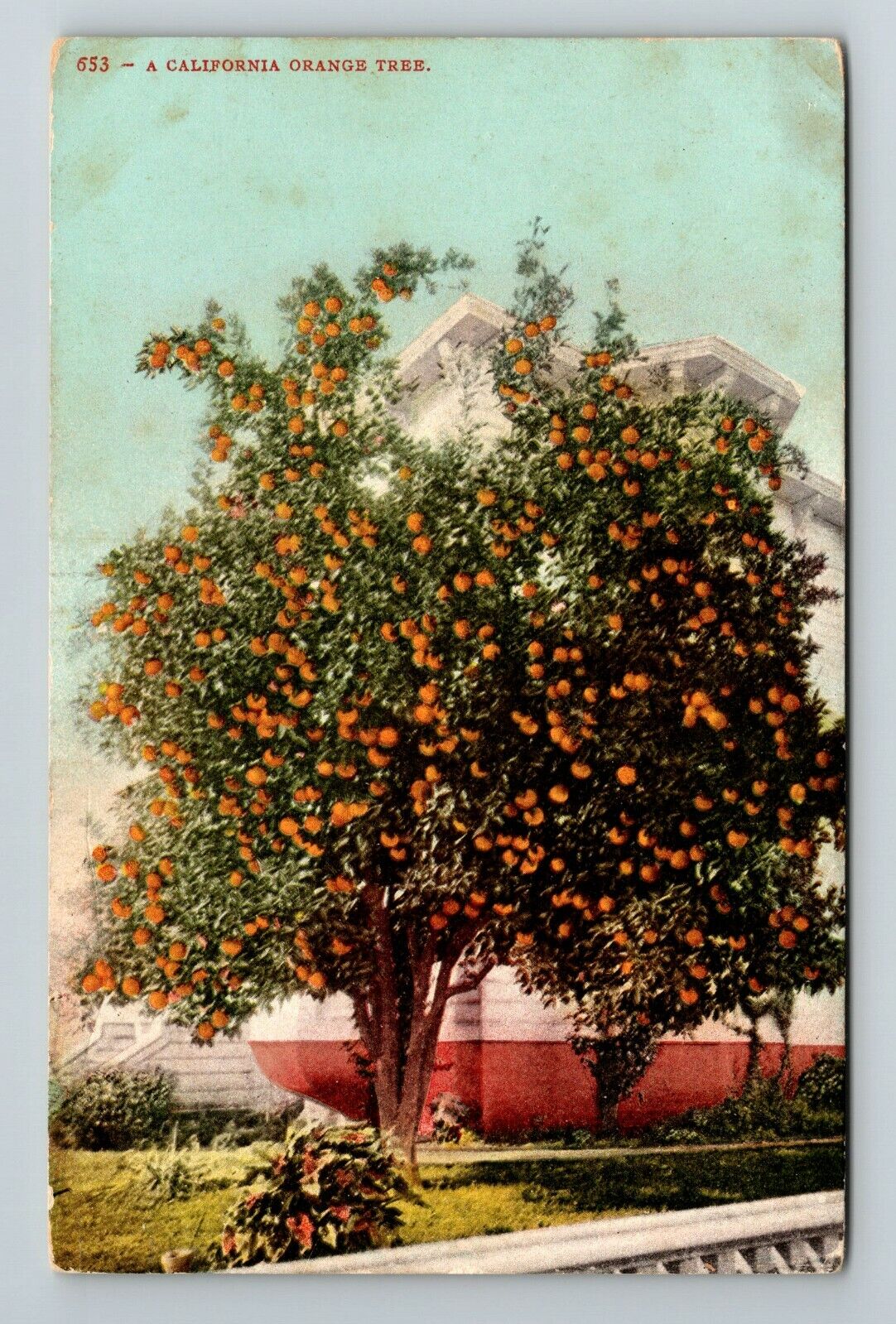 A California Orange Tree Vintage Souvenir Postcard