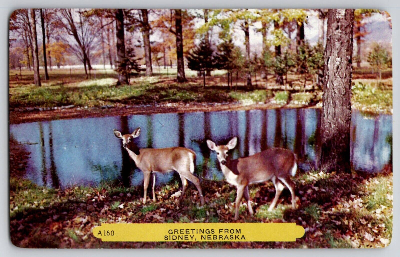 Greetings From Sidney Nebraska NE Scenic Woods Deer Pond Chrome Postcard 1954