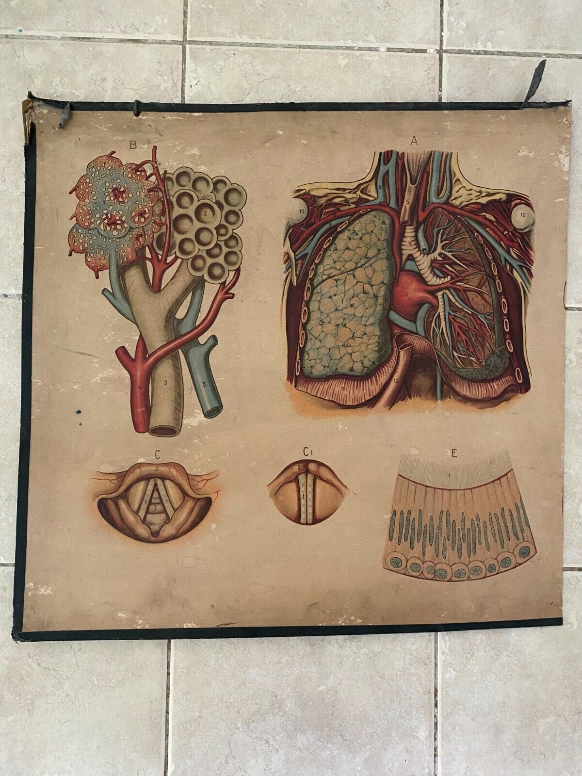 Original medical pull down school chart of Lungs