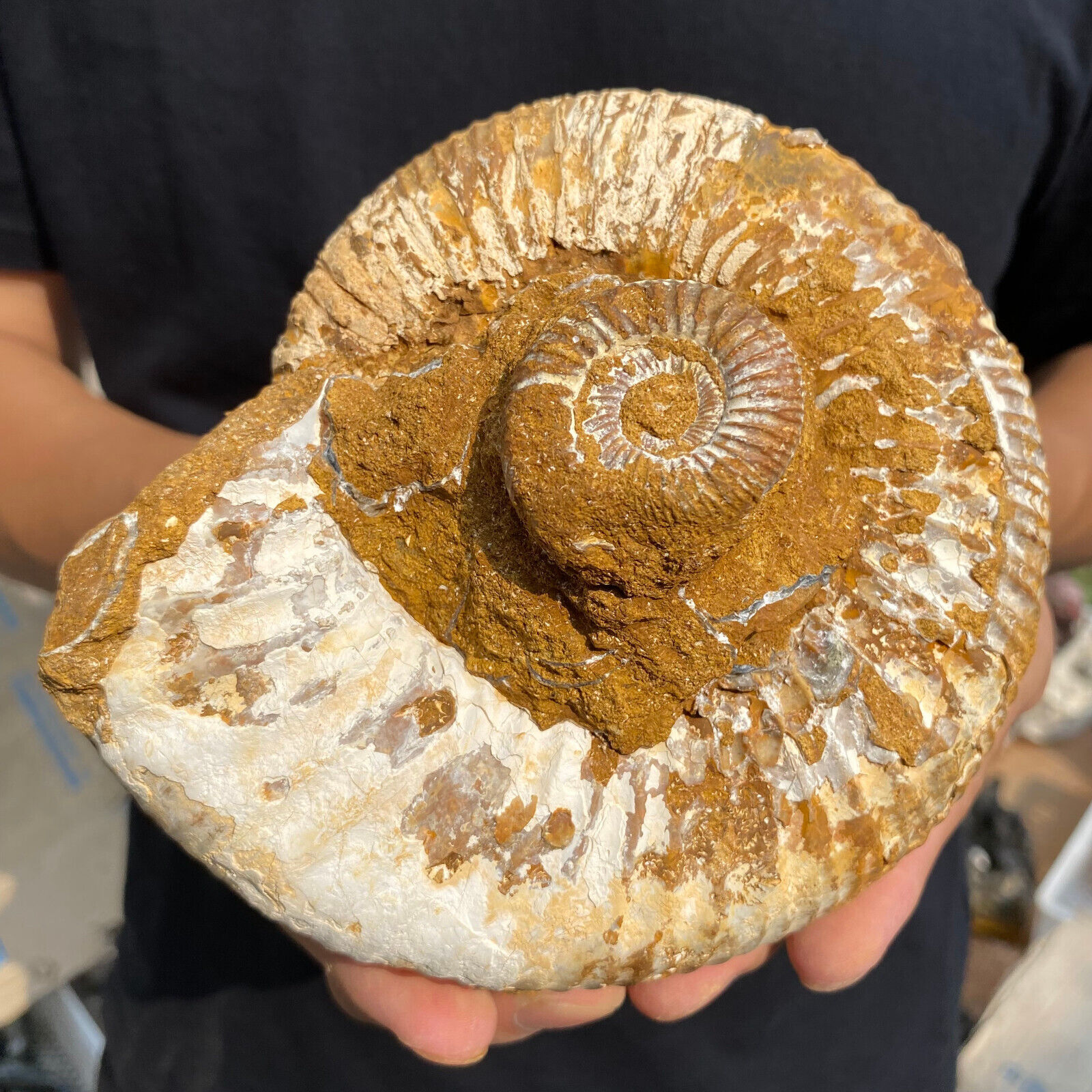 2.6lb Natural Raw Ammonite Fossil Conch Quartz Crystal Rough Mineral Specimen