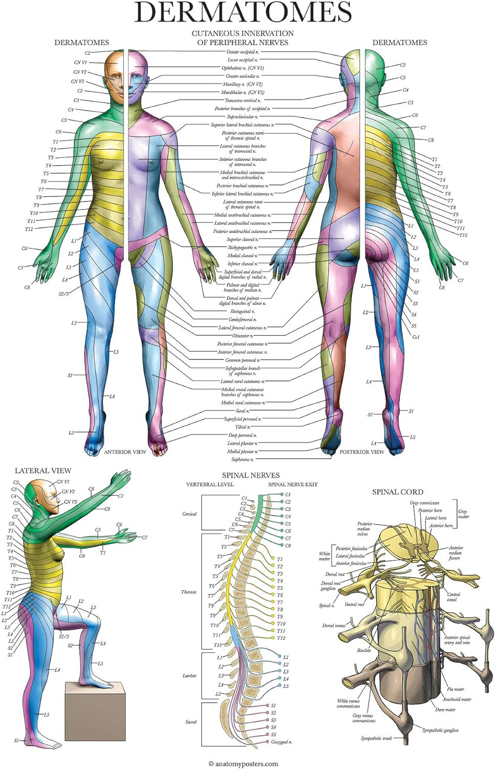 Dermatomes & Nervous System Anatomical Chart - Dermatomes Anatomy Poster