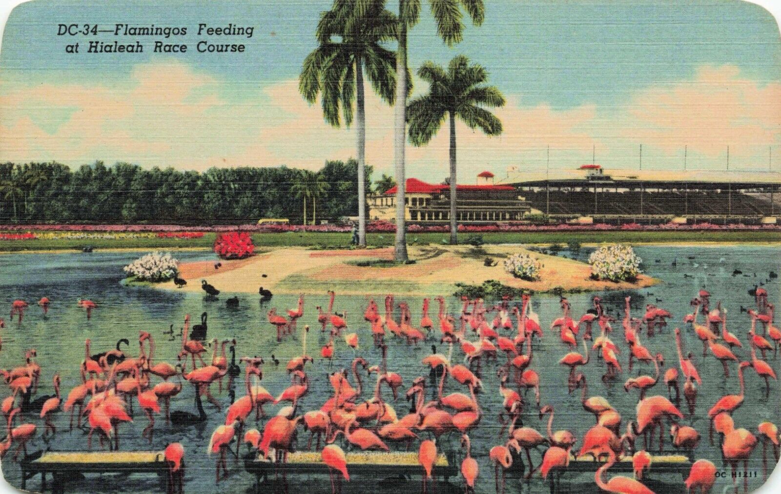 Postcard Flamingo Feeding at Hialeah Race Course Hialeah Florida Linen