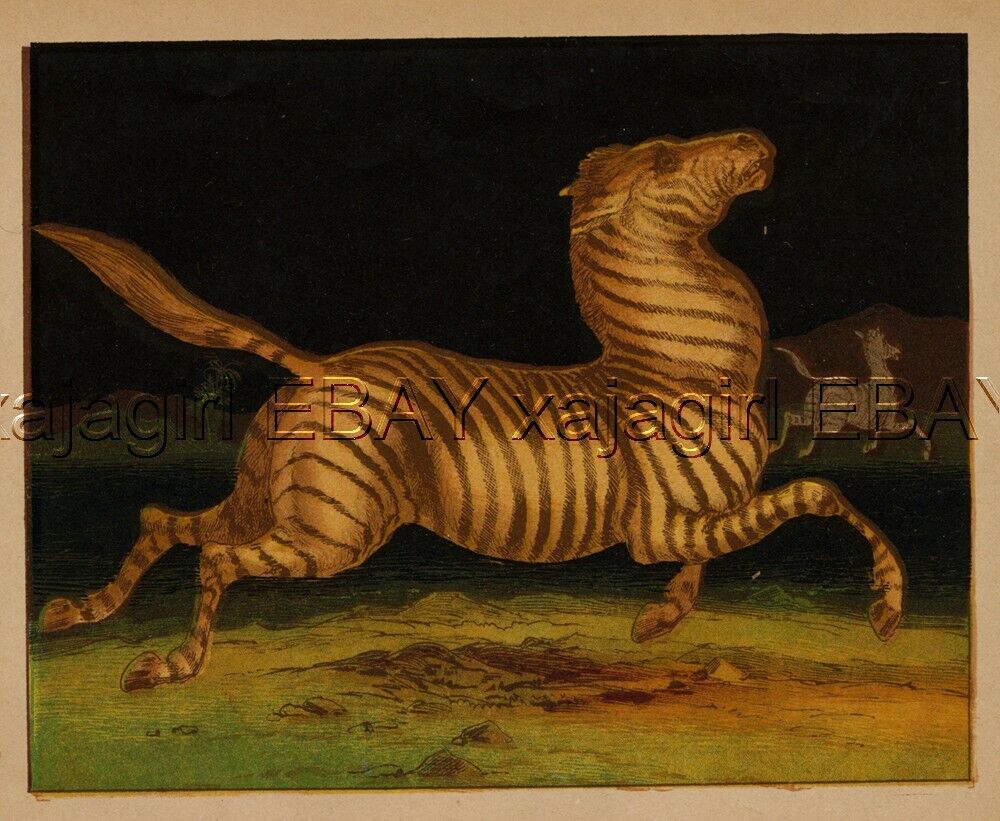 Zebra Stampede, Night Scene, 1860s Antique Color Print