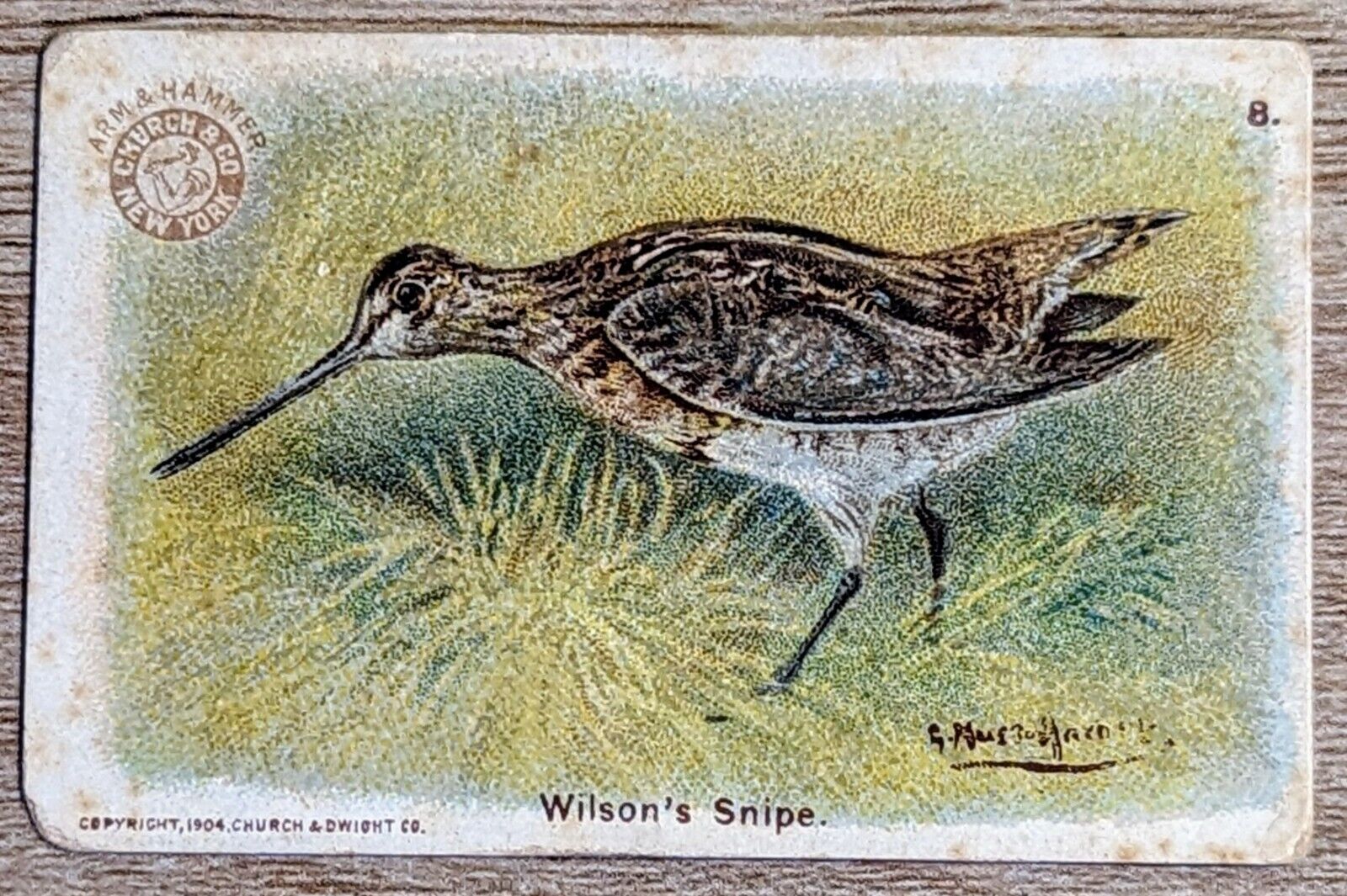 1904 J3a Church & Co Arm & Hammer Game Bird Series Wilson's Snipe SMALL Card #8