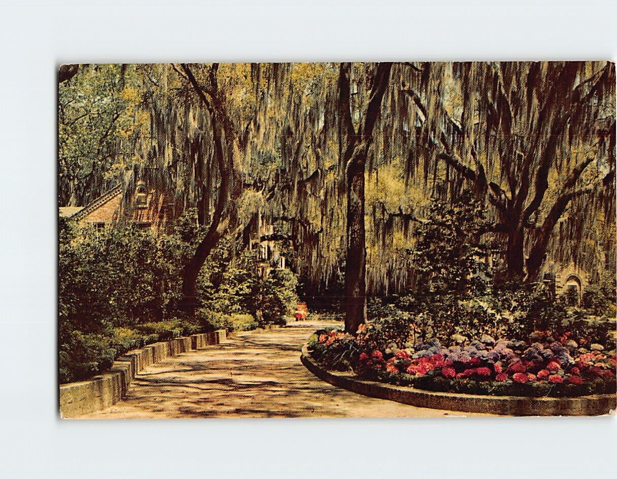 Postcard Beautiful Hydrangeas Framed with Spanish Moss
