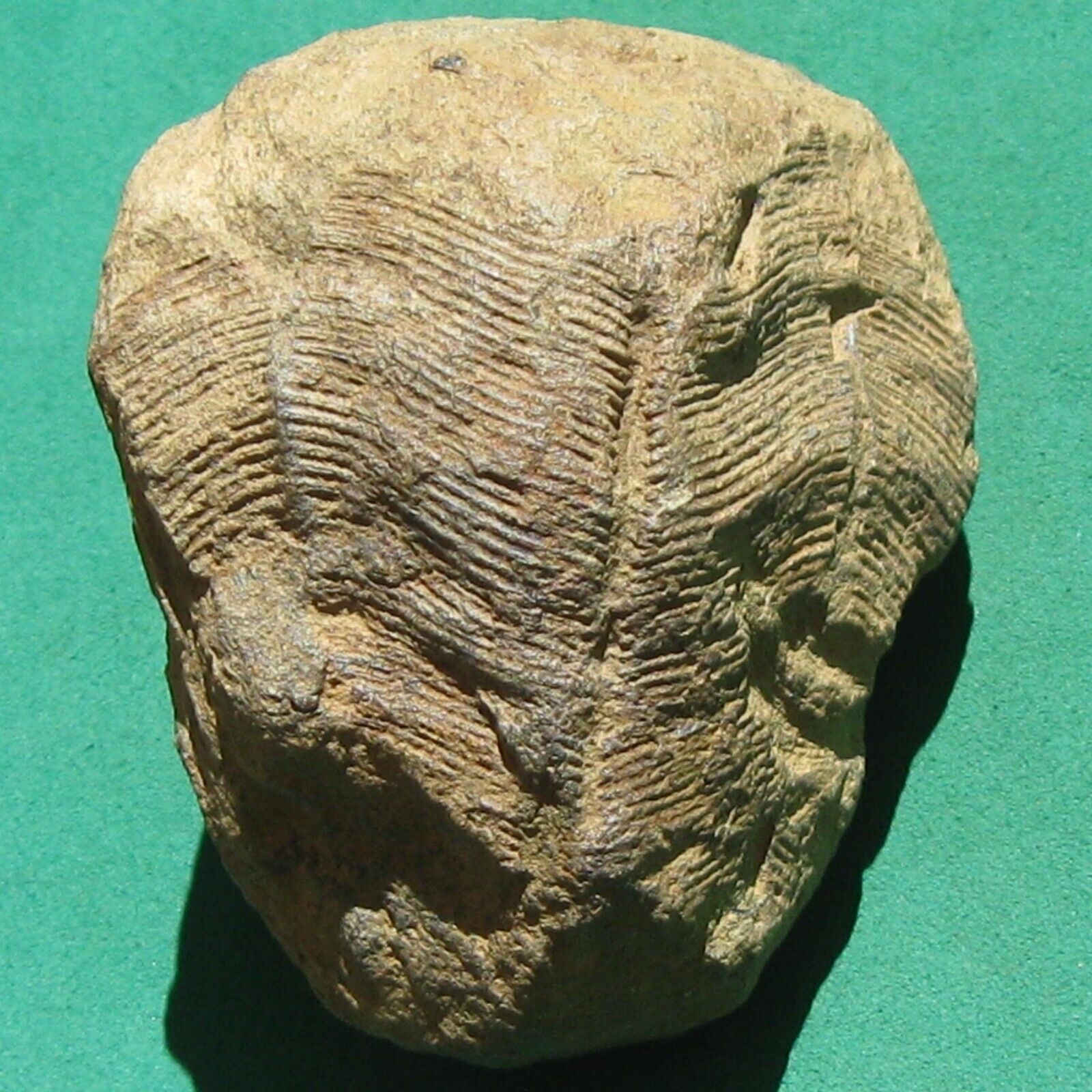 Extremely Rare 3D Conularid Fossil Conularia baini