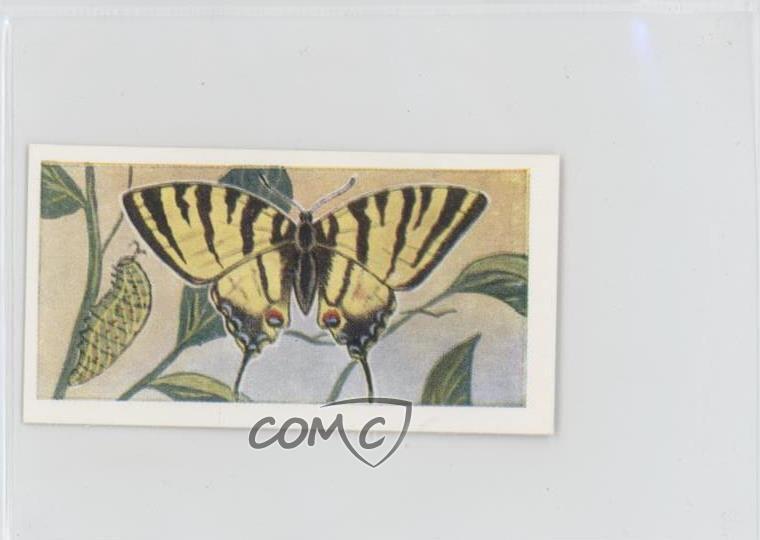 1958 Swettenhams Tea Butterflies and Moths Scarce Swallowtail #10 11z5