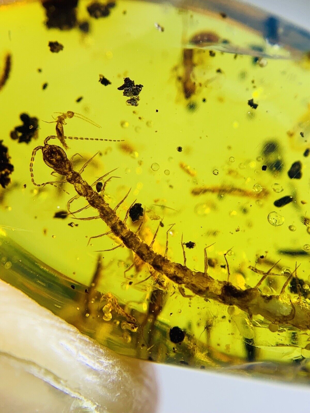 Centipede predation  burmite Cretaceous Amber fossil dinosaurs era