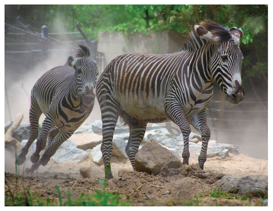 Zebra Stampede 8.5x11 inch Photo [210809-0002]