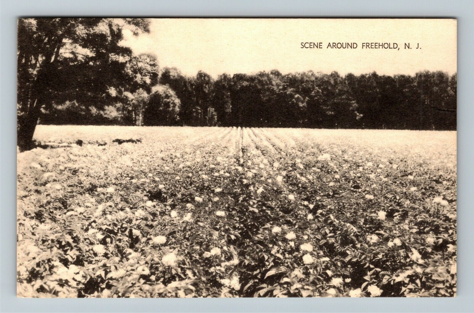 Freehold NJ-New Jersey, Scenic View, Field, Vintage Postcard