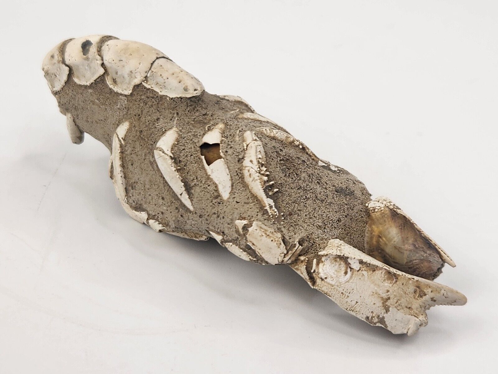 Thalassina anomala Mud Lobster Fossil ~4