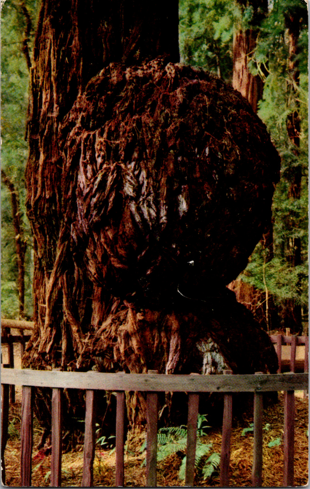 Vintage 1957 Giant Burl Big Trees Park Santa Cruz County California CA Postcard