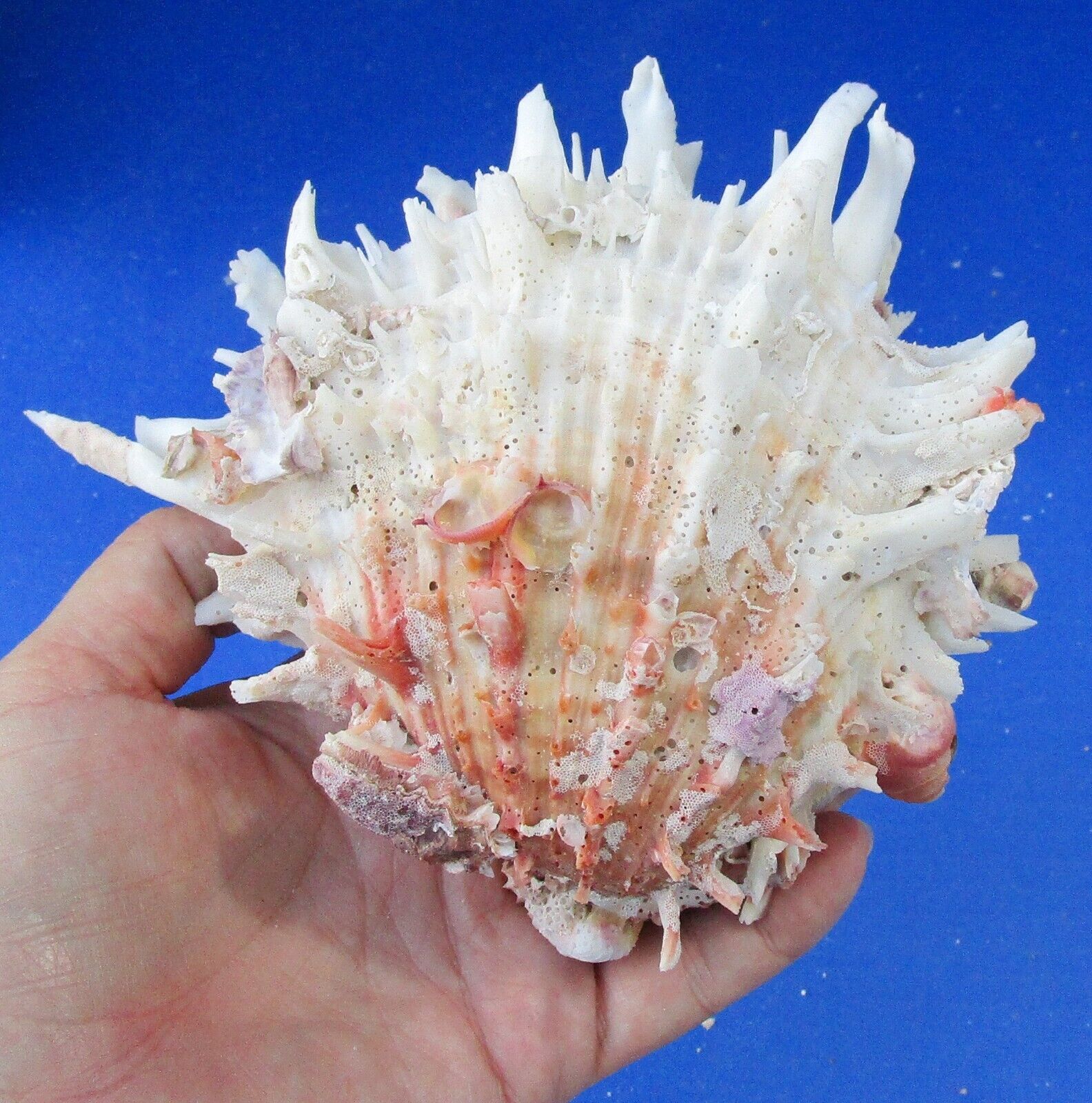 Real Spondylus Princeps Spiny Oyster Shell 5 inches, seashells #47576