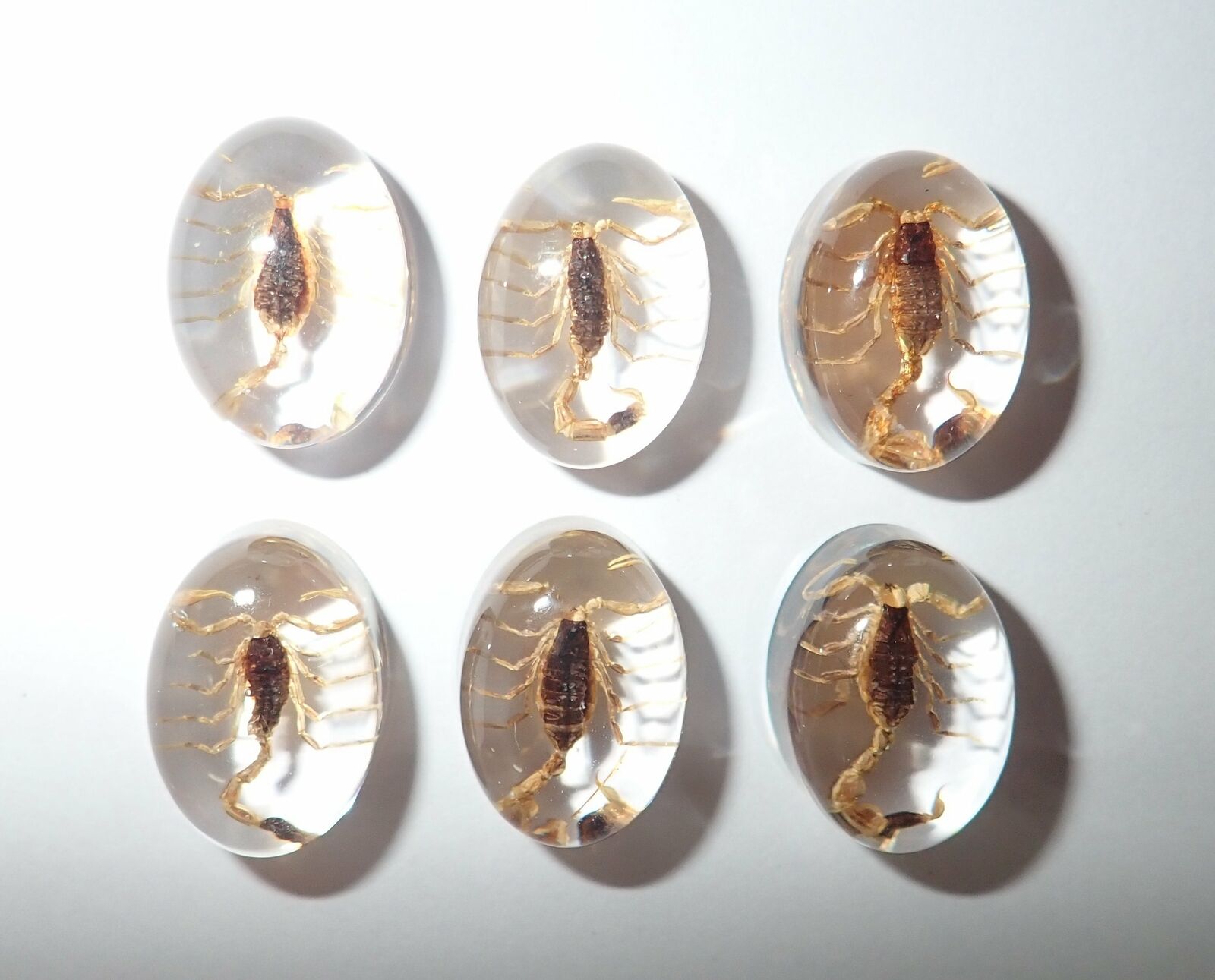 Insect Cabochon Golden Scorpion Oval 12x18 mm Clear 10 pieces Lot