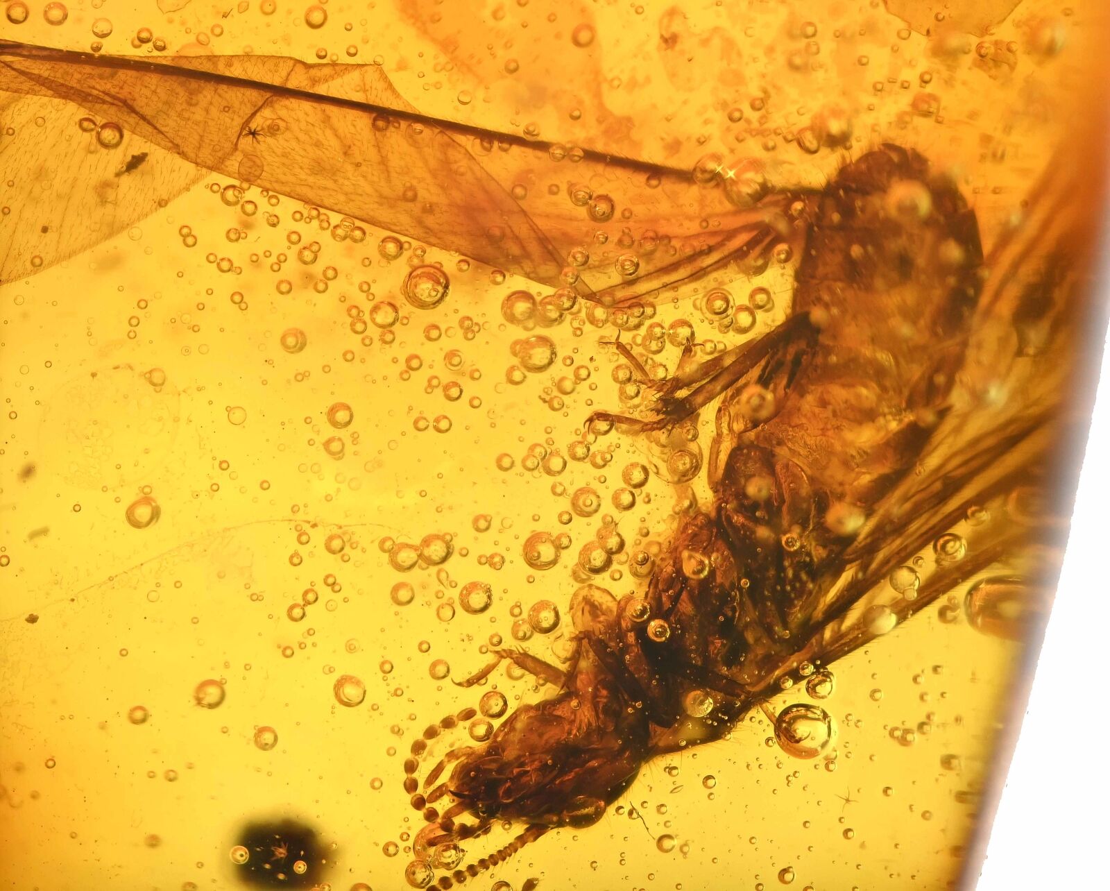 Detailed Winged Isoptera (Termite), Fossil Inclusion in Dominican Amber