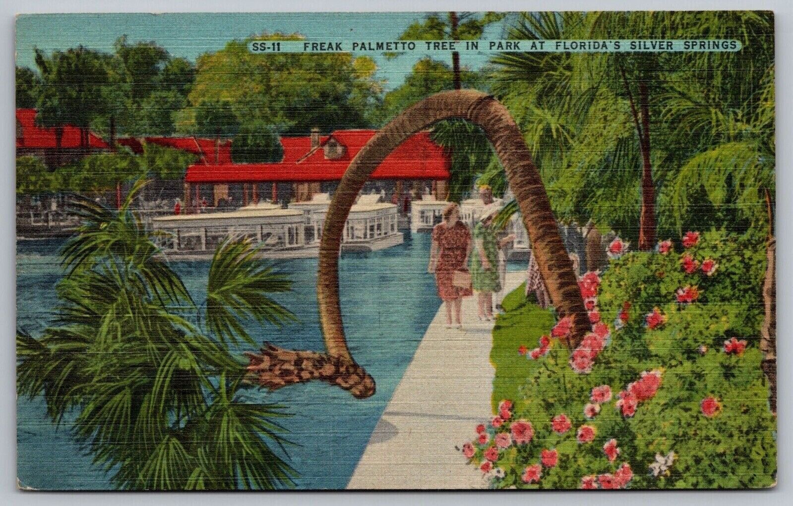 Silver Springs Florida Palmetto Tree Scenic Attraction Linen Cancel WOB Postcard