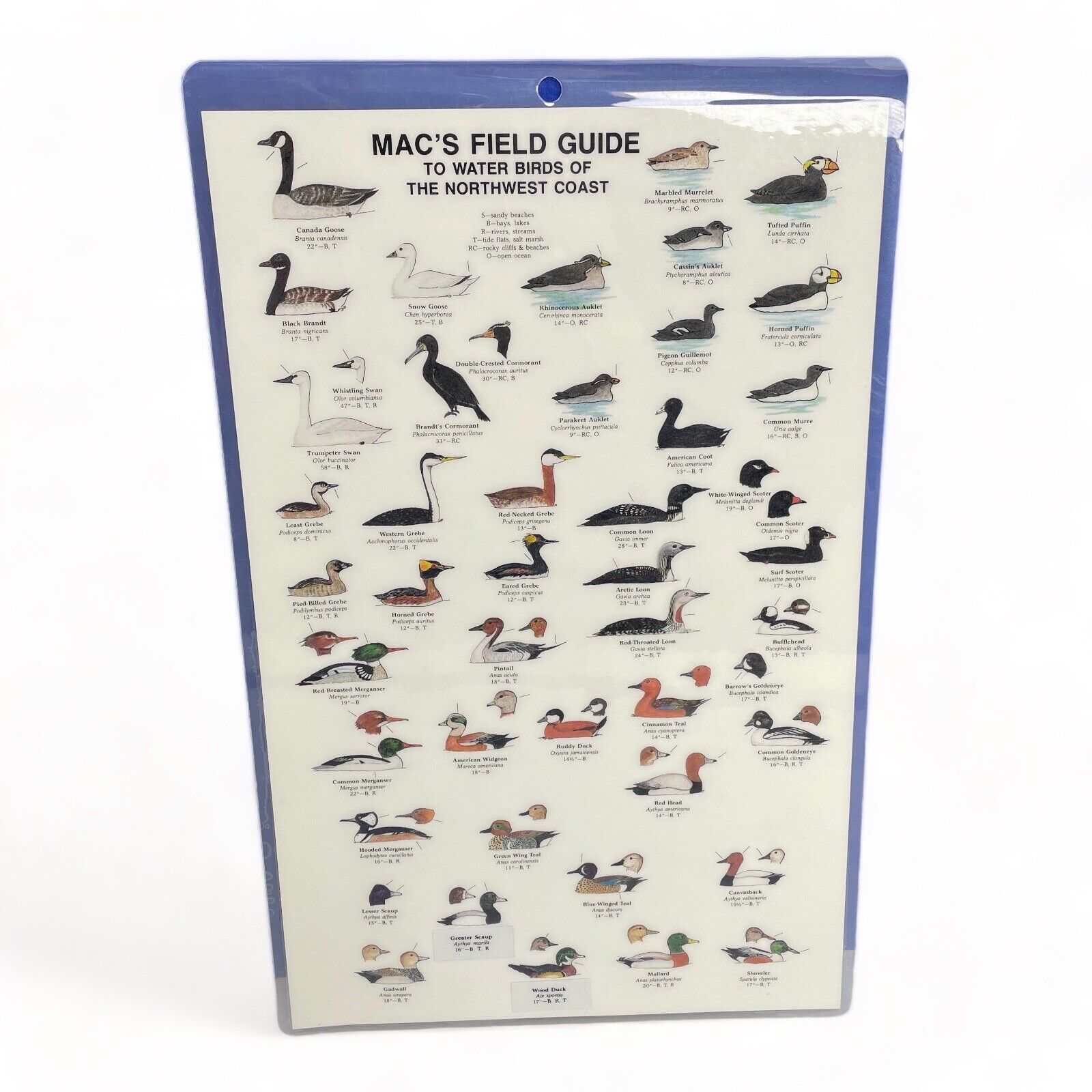 1986 Mac\'s Field Guide Water Birds of the Northwest Coast Laminated Card 7x11\