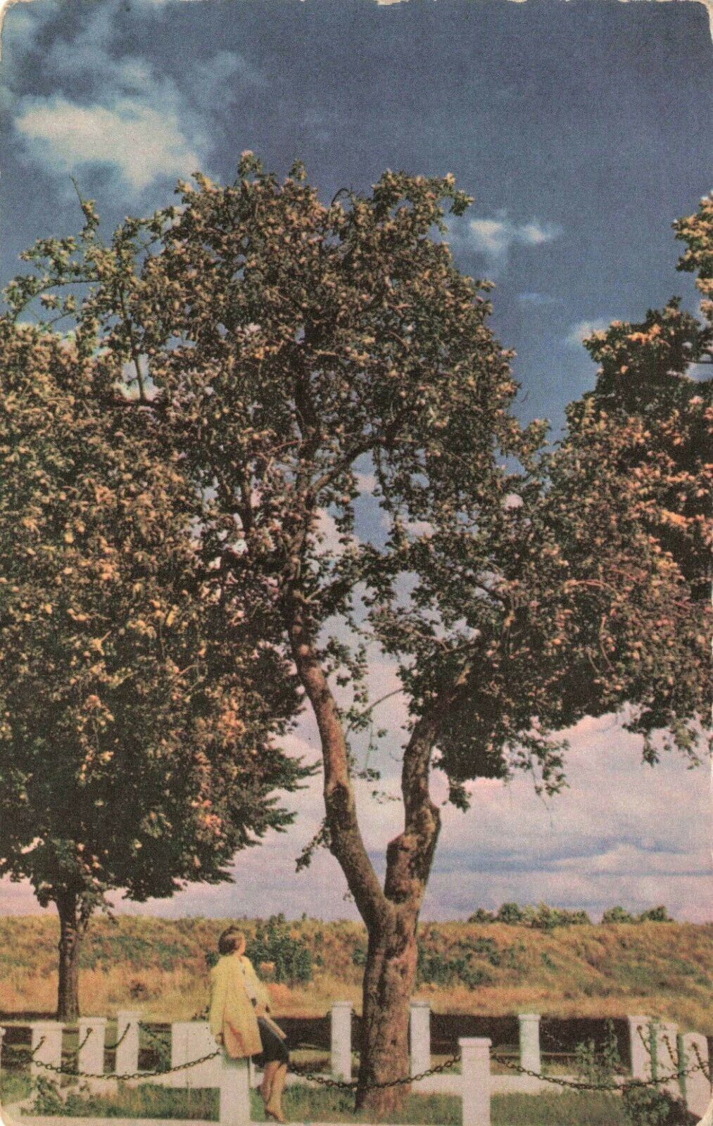 Postcard Oldest Apple Tree Vancouver Canada Union Oil