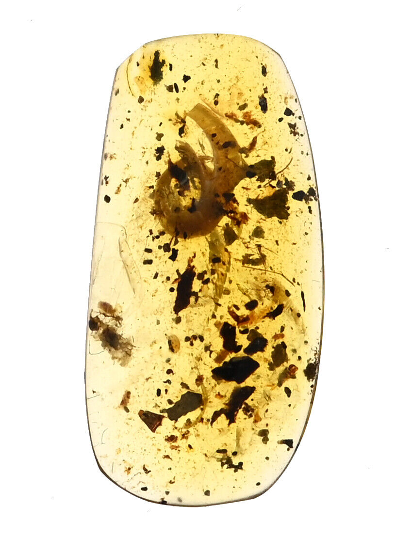 Scarce Gastropoda, Snail, Fossil inclusion in Burmese Amber