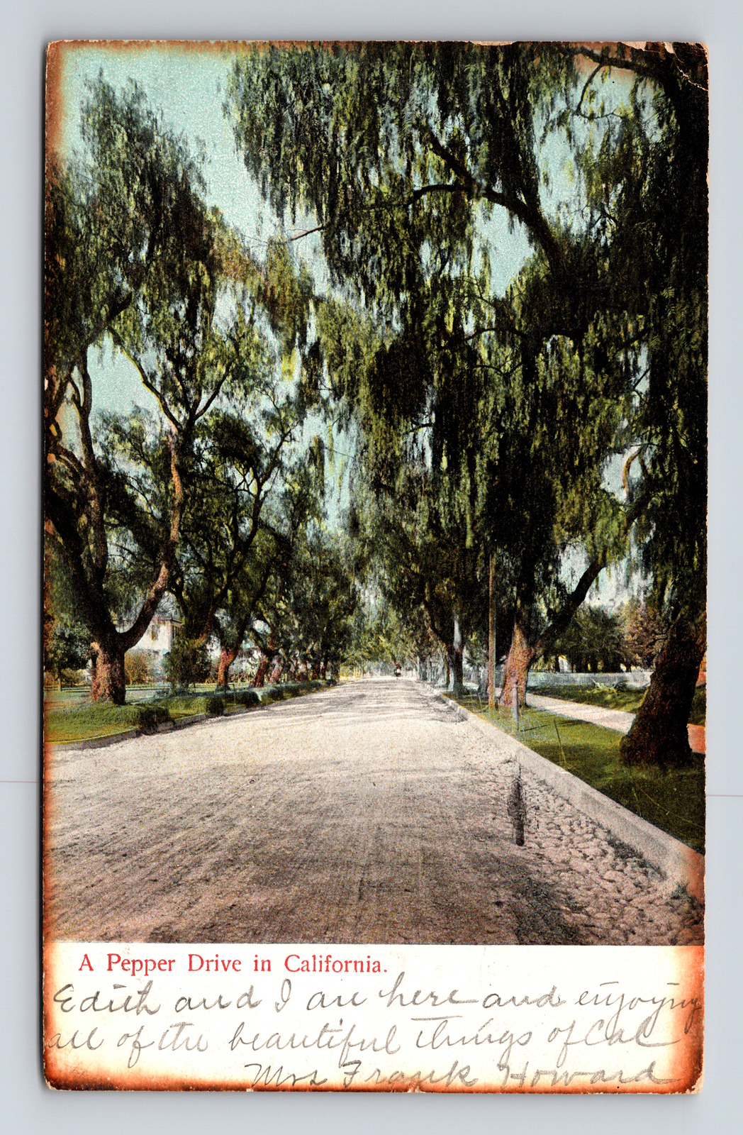c1907 DB Postcard Los Angeles CA California Pepper Drive