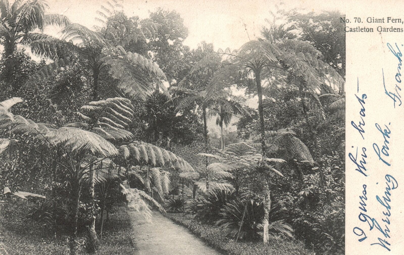 Vintage Postcard Giant Fern Castleton Botanical Gardens Plants Kingston Jamaica
