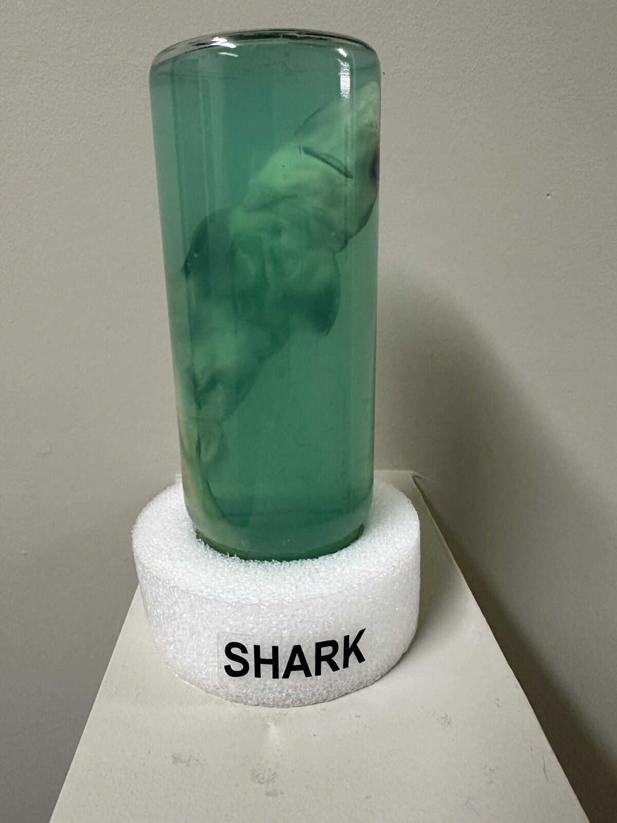 Real Shark in a Bottle Jar, Marine Specimen Taxidermy, Fishing, Jaws