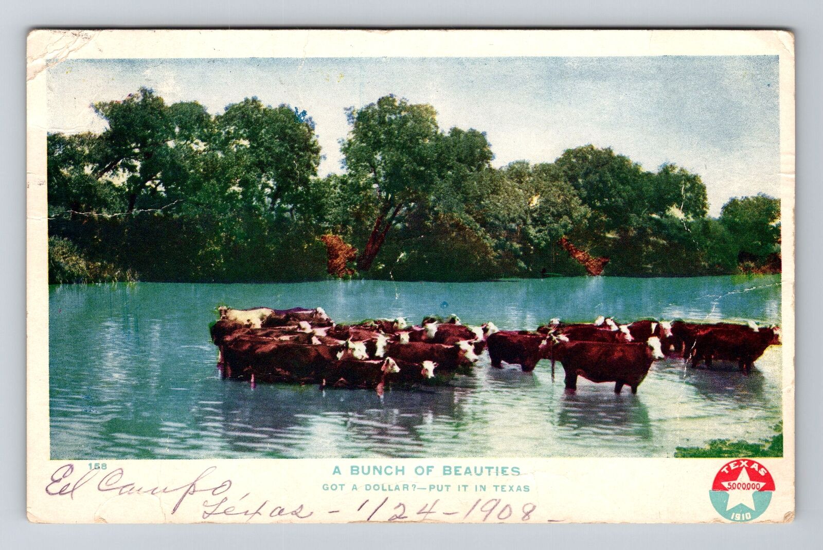El Campo TX-Texas, A Bunch Of Beauties, Cattle In River, Vintage c1908 Postcard