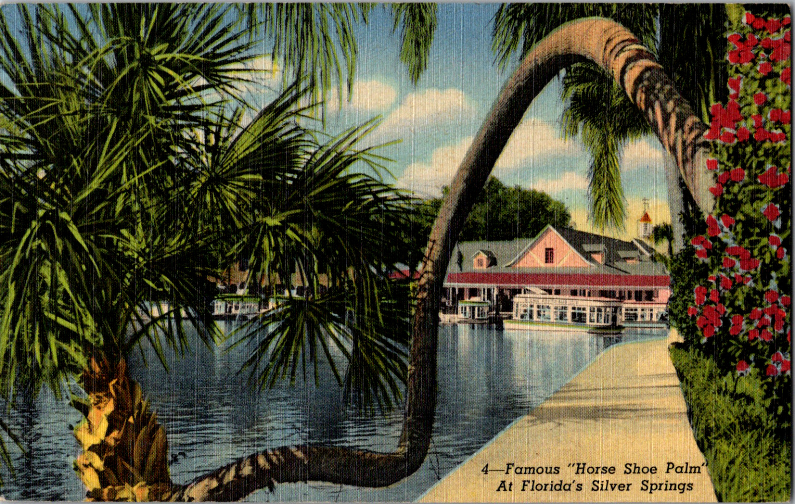 Vintage 1940s Famous Horse Shoe Palm at Silver Springs Florida FL Postcard 
