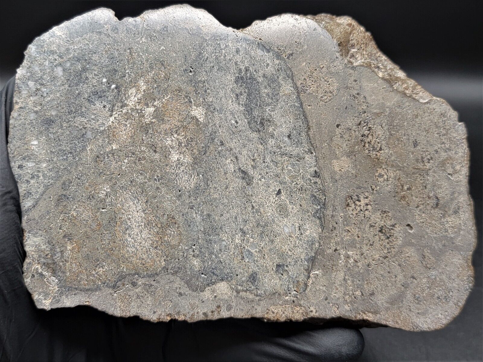 JIKHARRA 001 (382g) Polished Meteorite End Cut Eucrite Melt Breccia IMCA SELLERS