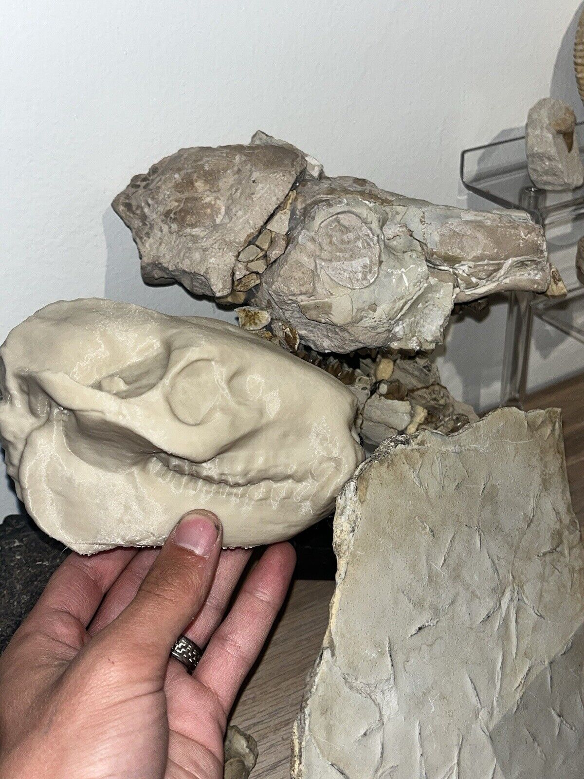 Oreodont Skull Fossil Replica Museum Quality