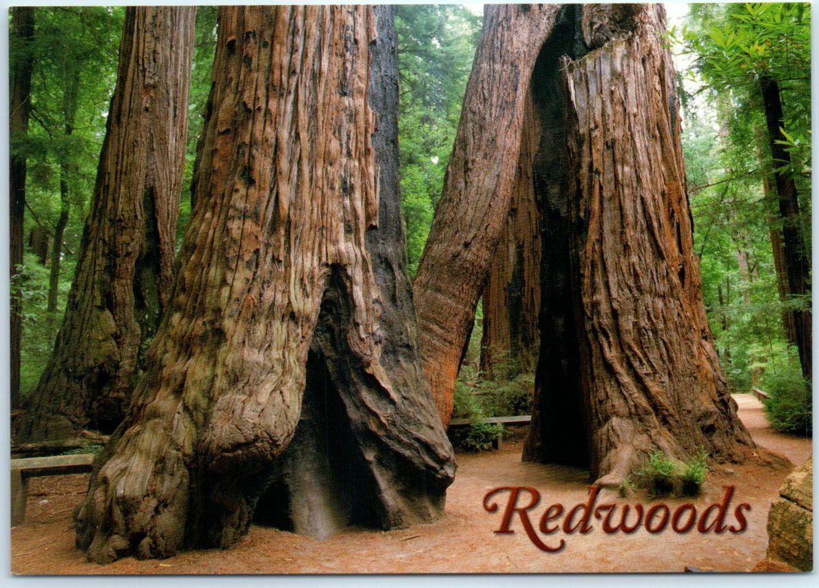 Postcard - Redwoods - Redwood National and State Parks - California