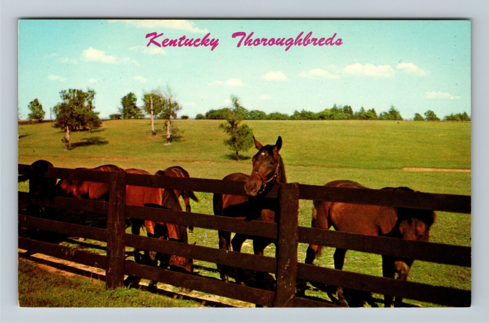 Lexington KY-Kentucky, Thoroughbreds In Scenic Kentucky, Vintage Postcard