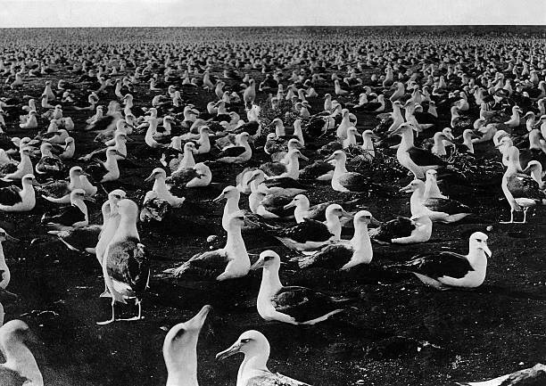 Laysan Hawaiian Islands Bird Reservation Albatross sanctuary 1910 OLD PHOTO