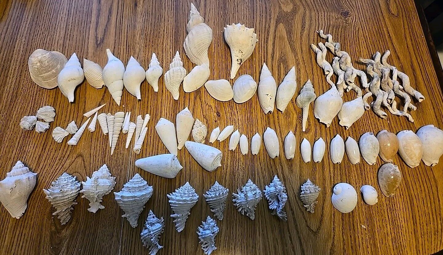 florida fossil shells