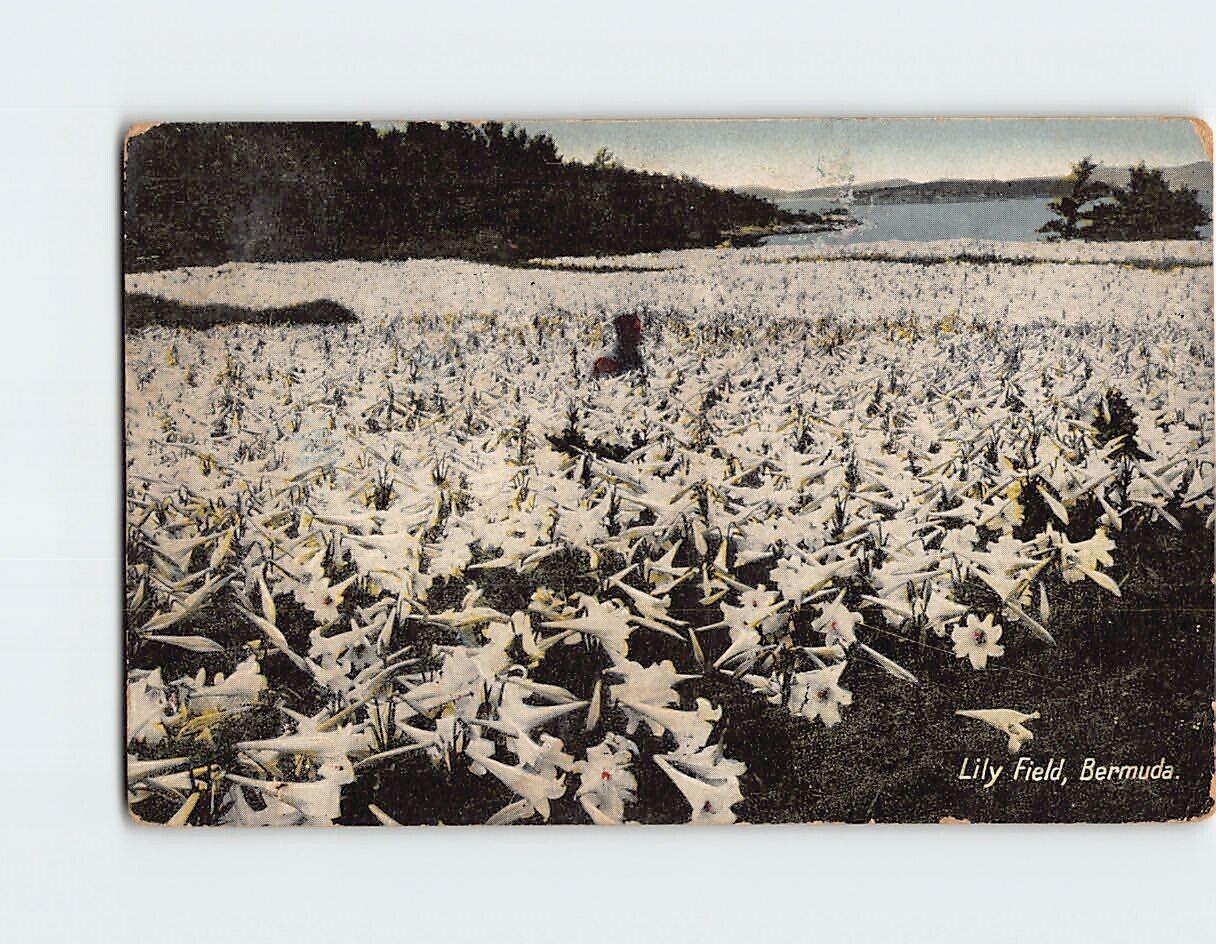 Postcard Lily Field Bermuda British Overseas Territories