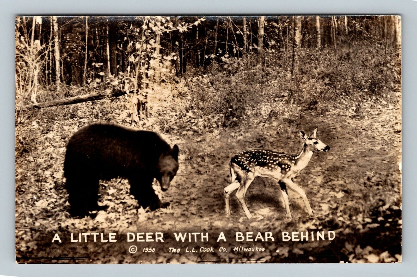RPPC, A Little Deer With A Bear Behind, Real Photo c1938 Vintage Postcard