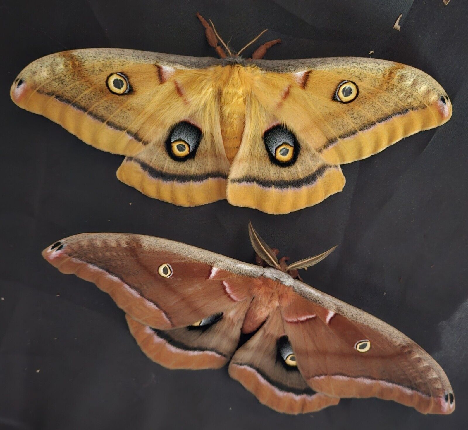 Polyphemus Moth Eggs